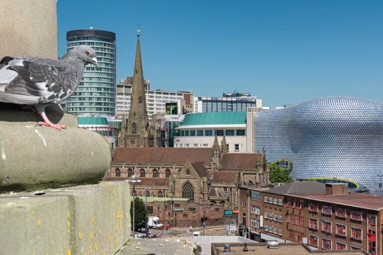 Managing Bird Droppings and Nest Removal from High Buildings